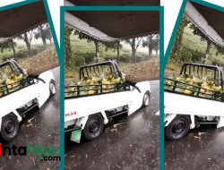 Pohon Tumbang Timpa Mobil Pikap Bermuatan Nanas di Ciater Subang, Diduga Tiga Orang Terjebak di Dalam Kendaraan