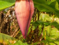 Bisa Diolah Menjadi Berbagai Hidangan Lezat, Berikut Manfaat Sayur Jantung Pisang untuk Kesehatan Tubuh!