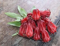 Berikut Manfaat Utama Bunga Rosella untuk Kesehatan