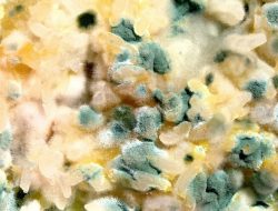 Yuk Kenali Ciri Pangan yang Sudah Gak Layak Konsumsi!