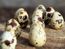 Kaya Akan Nutrisi Penting, Ini Manfaat Telur Puyuh untuk Kesehatan