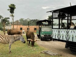 Lembang Park Zoo, Kebun Binatang Modern dan Taman Rekreasi!