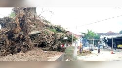 ‎Pohon Beringin Bersejarah di Desa Pajajar Roboh, Timpa Rumah dan Warung Warga