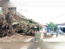 ‎Pohon Beringin Bersejarah di Desa Pajajar Roboh, Timpa Rumah dan Warung Warga