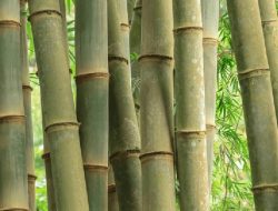 Kakek di Sukabumi Kritis Tertusuk Bambu yang Ditebang Sendiri