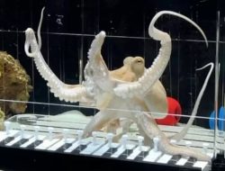 Gurita Bernama Takoyaki Viral, Mampu Main Piano dan Berkolaborasi dengan Gitar