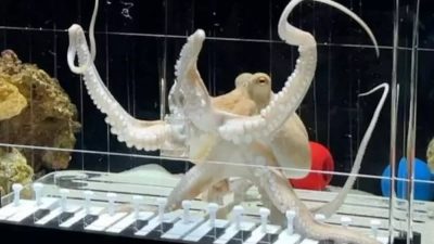 Gurita Bernama Takoyaki Viral, Mampu Main Piano dan Berkolaborasi dengan Gitar