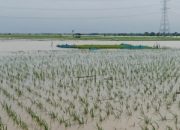 Air Sungai Meluap, Rendam 200 Hektare Sawah di Ciasem Subang