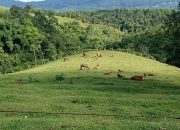 Mini Ranch Sapi Pasundan Ciamis, Wisata Edukasi Bernuansa Alam Terbuka