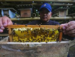 Penjaga Manisnya Hutan, Kisah Koswara dan Madu Maribaya