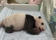 Bayi Panda Raksasa Lahir di Bogor, Tonggak Sejarah Konservasi Internasional