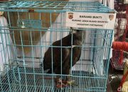 Pelihara 14 Elang Dilindungi, Warga Indramayu Ditangkap Polda Jabar