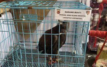 Pelihara 14 Elang Dilindungi, Warga Indramayu Ditangkap Polda Jabar