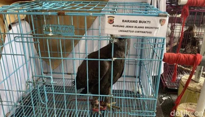 Pelihara 14 Elang Dilindungi, Warga Indramayu Ditangkap Polda Jabar