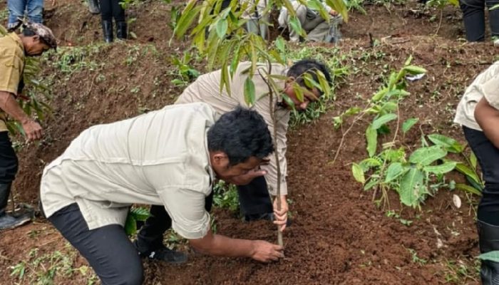 Gerindra Subang Tanam 8.000 Bibit, Perkuat Hulu Air dan Lingkungan