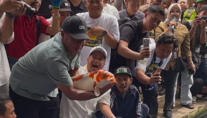 ‎2.165 Koi Bernilai Miliaran Rupiah Ditebar di Situ Cipanten Majalengka‎‎