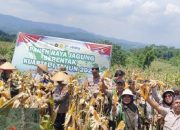 Majalengka Peringkat Tiga Serapan Jagung se-Jawa Barat Tahun 2025