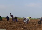 Realisasi Baru 417 Hektare, Majalengka Gaspol Program Bongkar Ratoon Tebu