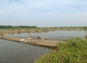 Sektor Budidaya Air Tawar dan Tambak Jadi Penopang Produksi Perikanan Subang 2024