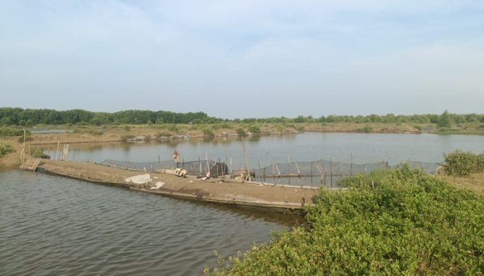 Sektor Budidaya Air Tawar dan Tambak Jadi Penopang Produksi Perikanan Subang 2024