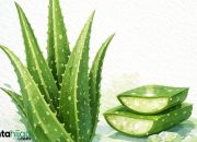 Manfaat Lidah Buaya untuk Wajah