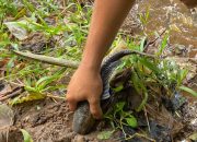 BRIN Sebut Ledakan Ikan Sapu-sapu Jadi Alarm Krisis Ekologis Sungai Ciliwung
