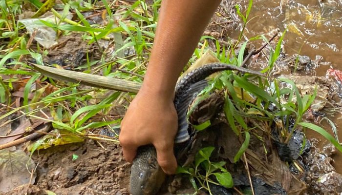 BRIN Sebut Ledakan Ikan Sapu-sapu Jadi Alarm Krisis Ekologis Sungai Ciliwung