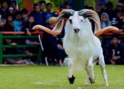 Sejarah Ketangkasan Domba Garut, Berawal dari Hobi Bupati
