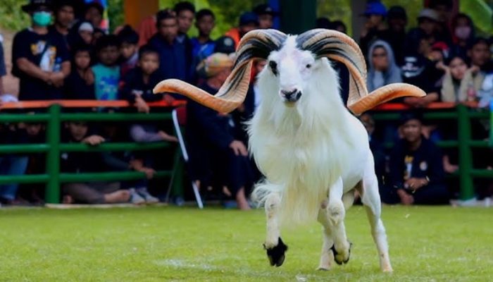 Sejarah Ketangkasan Domba Garut, Berawal dari Hobi Bupati