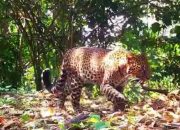 Sempat Terekam Kamera Trap, Macan Tutul Pincang Masih Dicari Tim Evakuasi