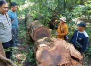 Hutan Gunung Ciremai Terus Dijarah, 44 Tunggak Pohon Hasil Illegal Logging Ditemukan