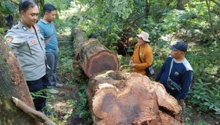 Hutan Gunung Ciremai Terus Dijarah, 44 Tunggak Pohon Hasil Illegal Logging Ditemukan