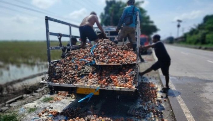 Pikap Bermuatan Telur Terbakar di Jalur Pantura Indramayu