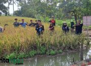 Menyiapkan Masa Depan Pertanian, MA Plus Nur Al Fath Labanjaya Karawang Cetak Petani Milenial