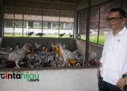 Strategi BPPTU Jatiwangi Majalengka Perkuat Pelestarian Populasi Ayam Sentul di Jabar