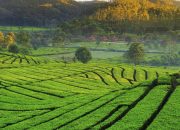 Liburan Seru! Rekomendasi Tempat Wisata Hits di Bandung Selatan