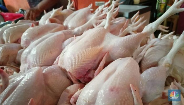 Mendag Sebut Program MBG Justru Membuat Harga Daging Ayam di Pasaran Stabil