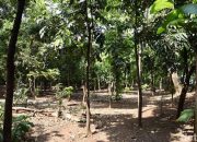 Diduga Selalu Jadi Tempat Asusila, Pemkot Jaktim Tutup 2 Akses Ilegal ke Taman Kota di Cawang