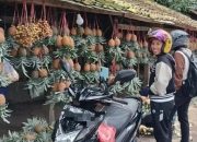 Berkah Libur Lebaran, Pedagang Nanas Subang Ketiban Rezeki Berlipat