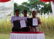 PTDI Gandeng Tokoh Jabar Kembangkan Budidaya Sorgum di Sumedang untuk Ketahanan Pangan