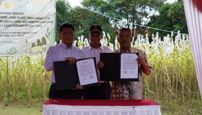 PTDI Gandeng Tokoh Jabar Kembangkan Budidaya Sorgum di Sumedang untuk Ketahanan Pangan