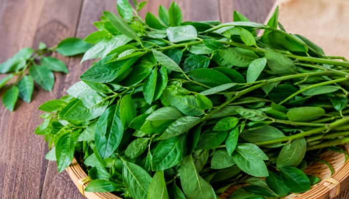 Daun Katuk untuk Kesehatan: Ini Manfaat Alami yang Perlu Diketahui
