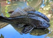 Tanpa Predator Alami, Populasi Ikan Sapu-Sapu di Sungai Jakarta Tak Terkendali