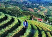 Dari Pagi Sampai Sore di Majalengka, Ini 5 Tempat yang Bisa Dikunjungi dalam Sehari