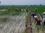 Antisipasi Kemarau Lebih Awal, Petani Majalengka Didorong Tanam Lebih Cepat