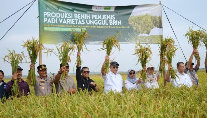 Panen Benih Padi Unggul BRIN di Subang, Empat Varietas Disiapkan Dongkrak Produktivitas