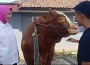 Iduladha 1447 H, Presiden Prabowo Salurkan Sapi Kurban Jumbo ke Simeulue dan Lumajang