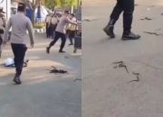 Aksi Protes Aliansi Topi Jerami di Indramayu Ricuh, Massa Lepas Puluhan Ular ke Arah Petugas