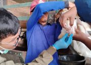 Kawal Keamanan Daging Kurban, DKP3 Majalengka Terjunkan Petugas ke 26 Kecamatan