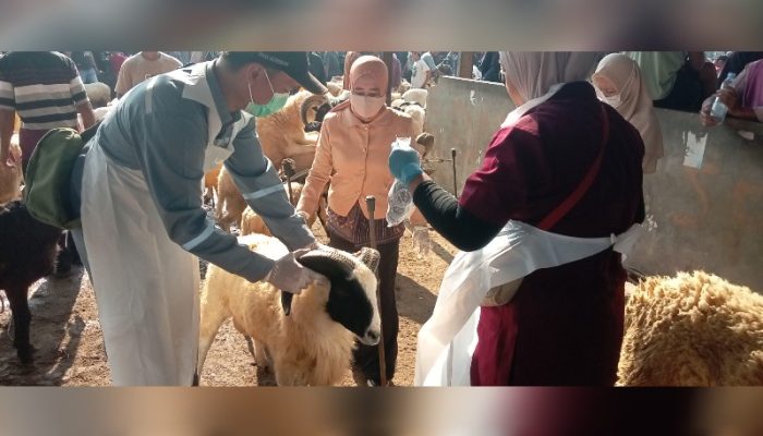 ‎DKP3 Majalengka Pastikan Ratusan Hewan Kurban Sehat Jelang Iduladha 2026‎‎